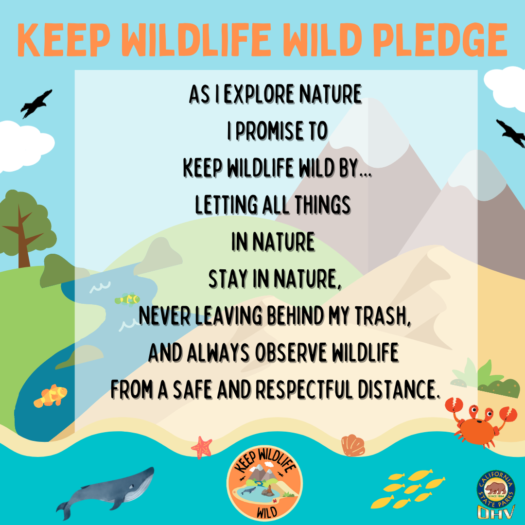 Keep Wildlife Wild Pledge graphic stating As I explore nature  I promise to  keep wildlife wild by...  letting all things   in nature  stay in nature, Never leaving behind my trash, And always Observe wildlife  from a safe and respectful distance.